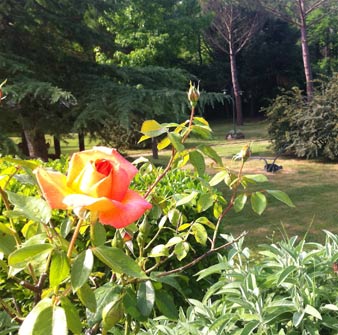 foto giardino a disposizione turisti radda in chianti 